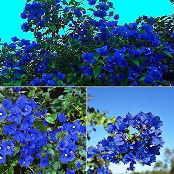 Rare_hybrid_Blue_Bougainville_plant_|_Pack_of_1