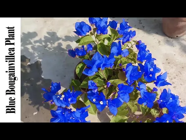 Rare_hybrid_Blue_Bougainville_plant_|_Pack_of_1
