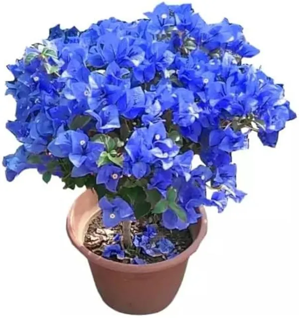 Rare_hybrid_Blue_Bougainville_plant_|_Pack_of_1