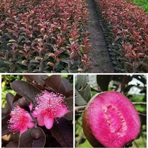 Red_Malaysian_Guava_Plant_(1.5-2_Feet_Height_Pack_Of_1)