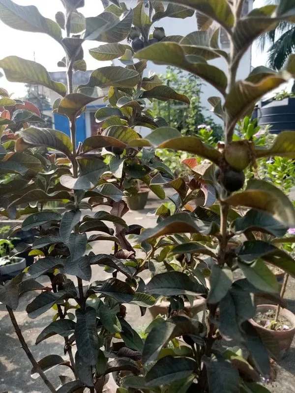 Red_Malaysian_Guava_Plant_(1.5-2_Feet_Height_Pack_Of_1)