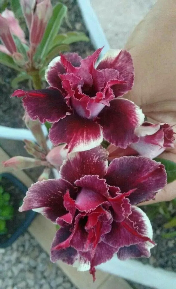 Rosey_Verity_Grafting_Adenium_Plant_51