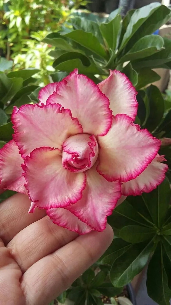 Rosey_Verity_Grafting_Adenium_Plant_56
