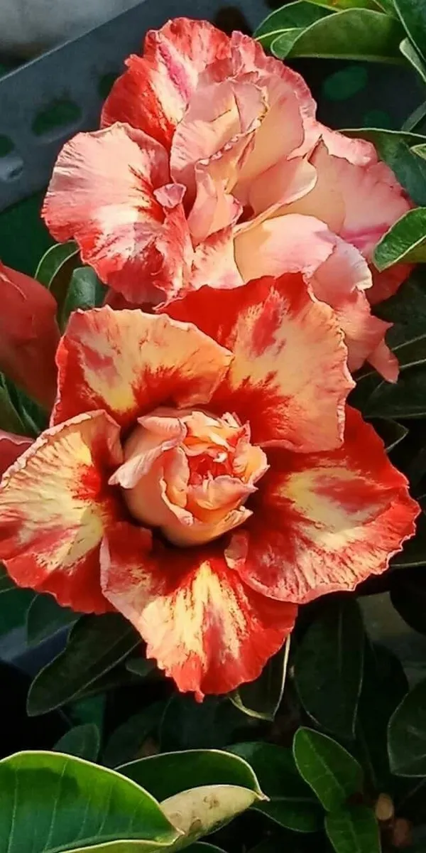 Rosey_Verity_Grafting_Adenium_Plant_58