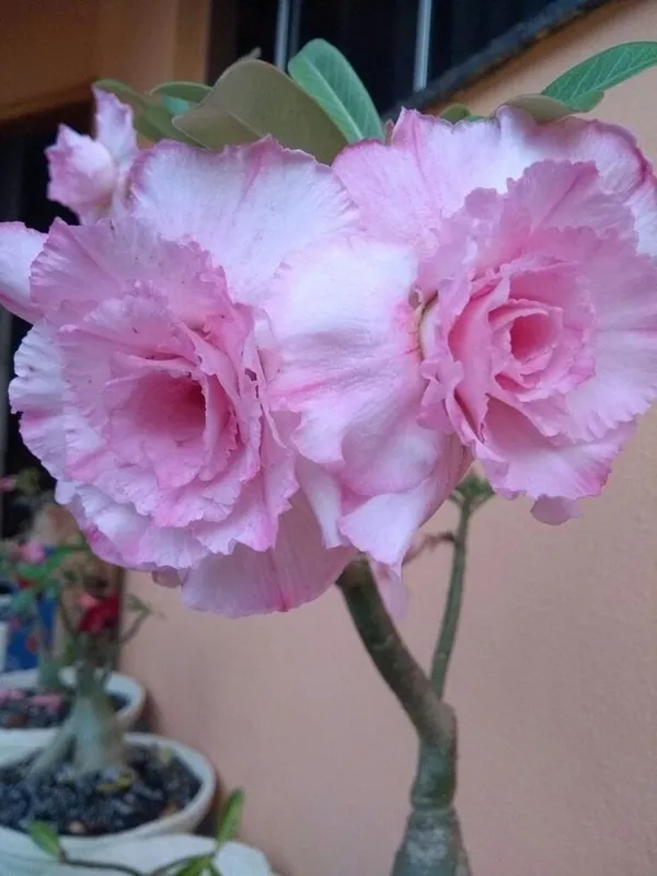 Rosey_Verity_Grafting_Adenium_Plant__(Pack_of-1_)