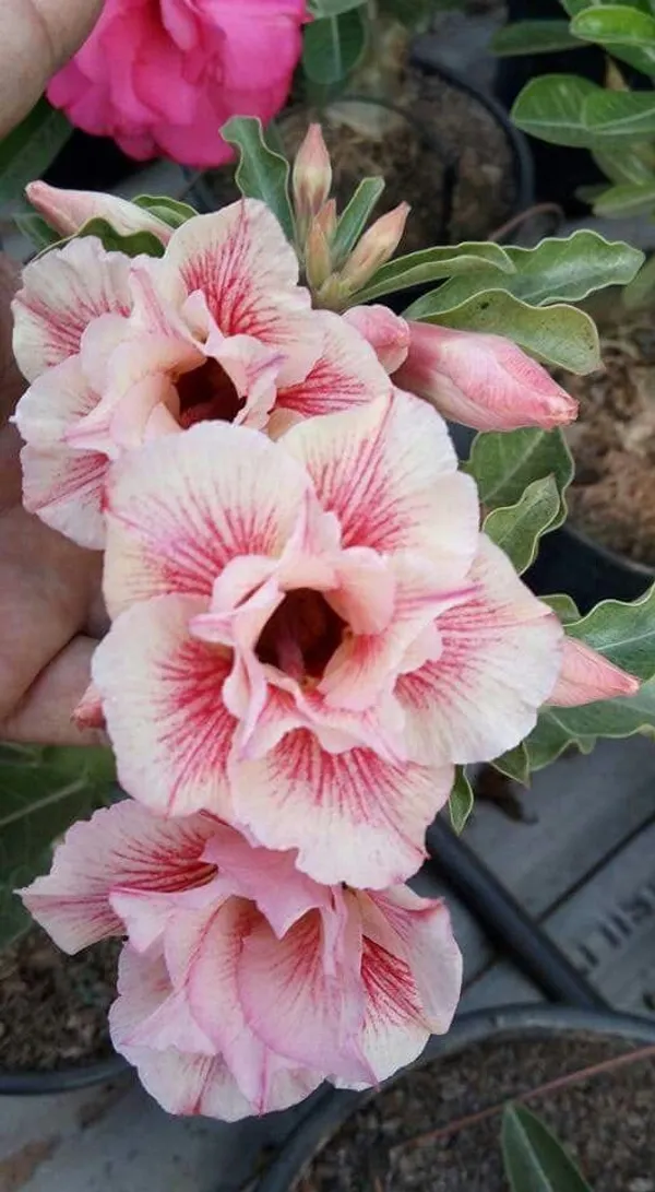 Rosey_Verity_Grafting_Adenium_Plant_63