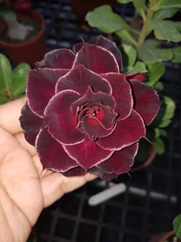 Rosey_Verity_Grafting_Adenium_Plant_64