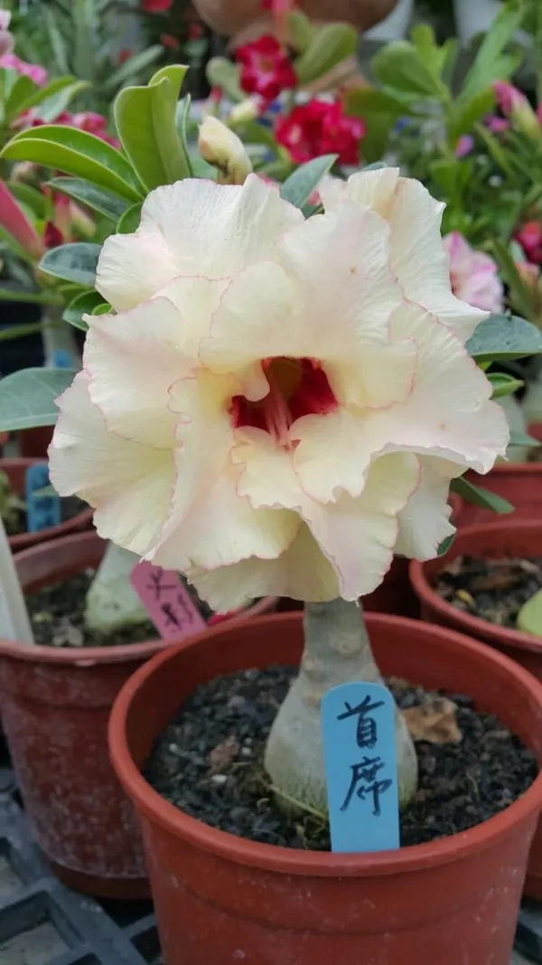 Rosey_Verity_Grafting_Adenium_Plant_67