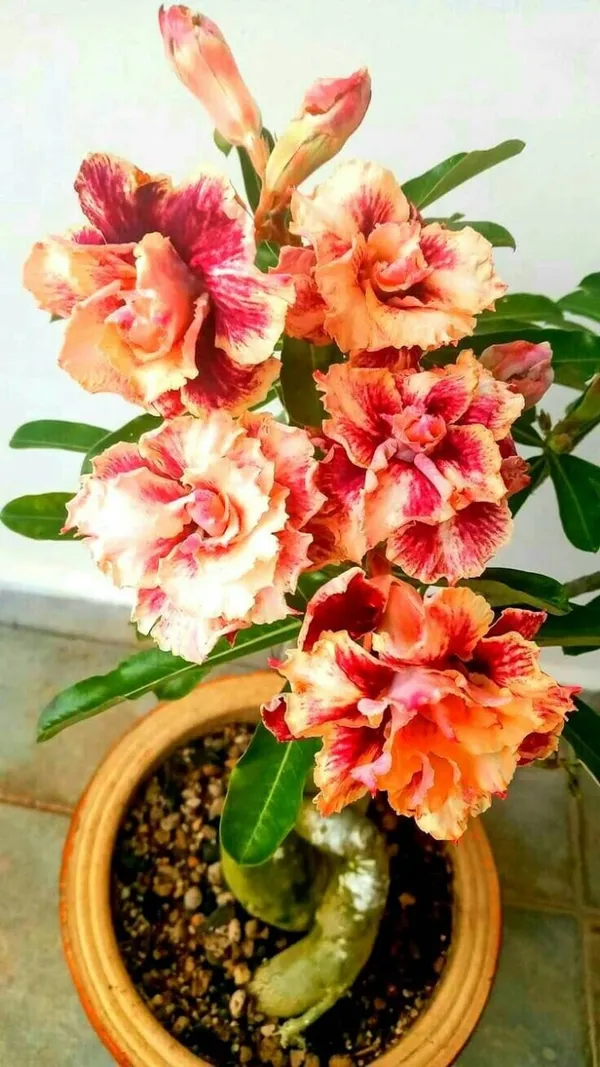 Rosey_Verity_Grafting_Adenium_Plant__(Pack_of-1_)