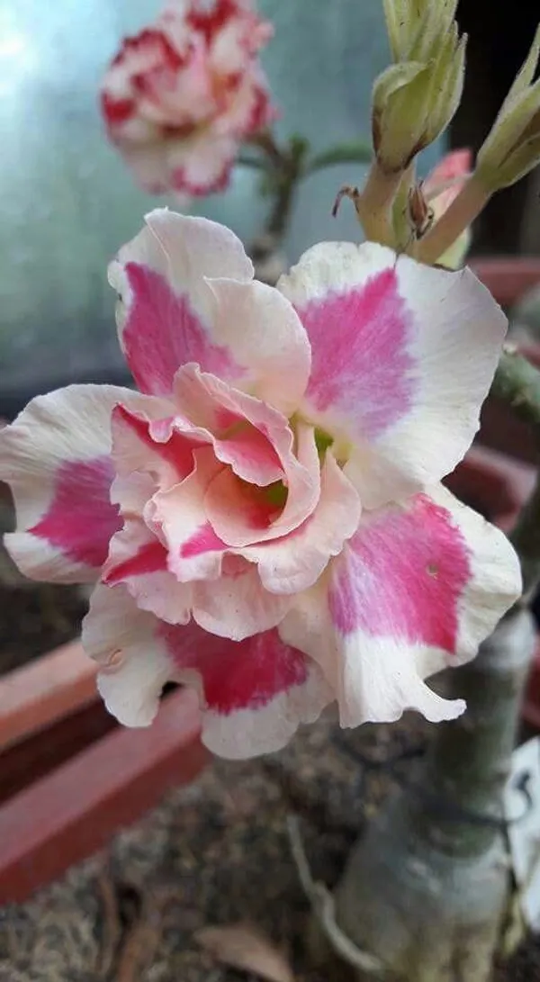 Rosey_Verity_Grafting_Adenium_Plant_72