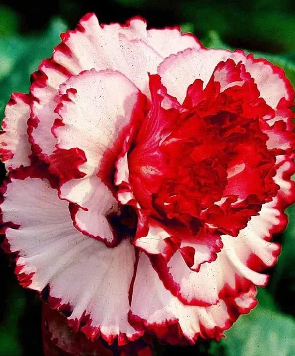 Rosey_Verity_Grafting_Adenium_Plant__(Pack_of-1_)