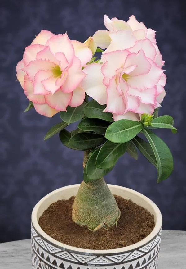 Rosey_Verity_Grafting_Adenium_Plant_(1.5-3_Feet_Height_Pack_Of_1)