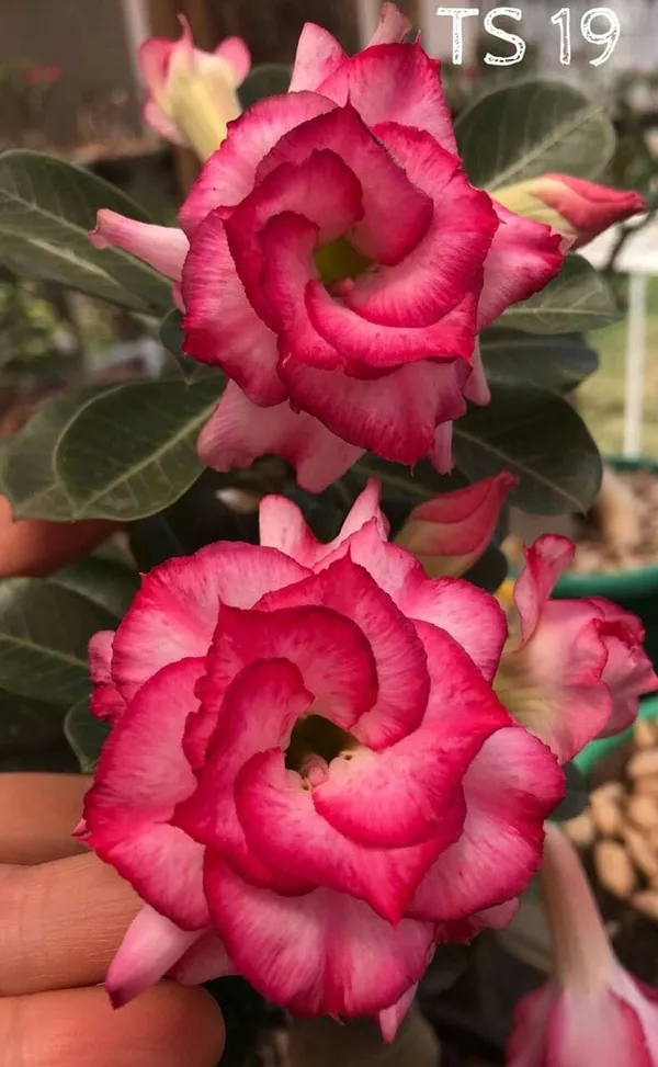 Rosey_Verity_Grafting_Adenium_Plant__(Pack_of-1_)