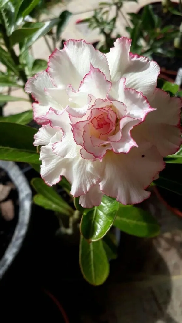 Rosey_Verity_Grafting_Adenium_Plant_91