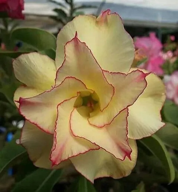 Rosey_Verity_Grafting_Adenium_Plant_92