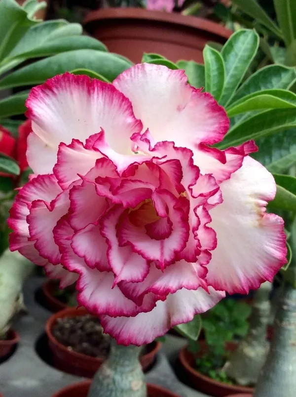 Rosey_Verity_Grafting_Adenium_Plant_96