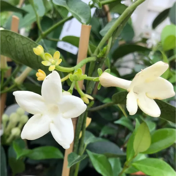 Heaven Plant STEPHANOTIS FLORIBUNDA MADAGASCAR JASMINE PLANT Price in India  - Buy Heaven Plant STEPHANOTIS FLORIBUNDA MADAGASCAR JASMINE PLANT online  at https://heavenplant.com
