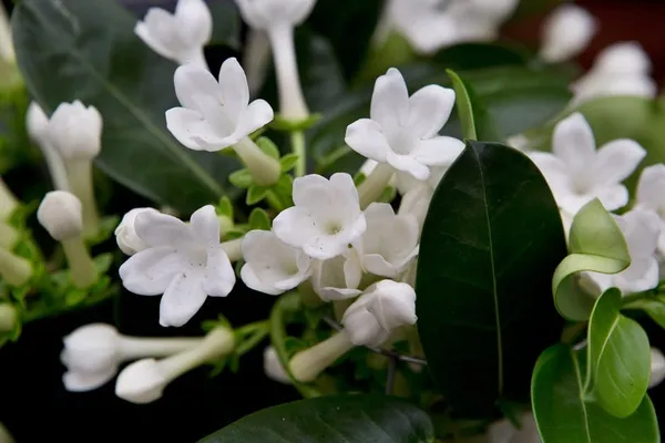 STEPHANOTIS_FLORIBUNDA_MADAGASCAR_JASMINE_PLANT
