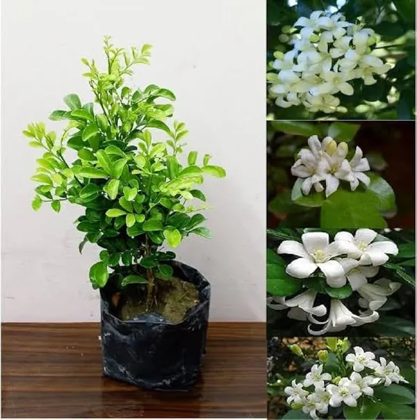 Satin_Wood/Madhu_Kamini_Flower_Plant