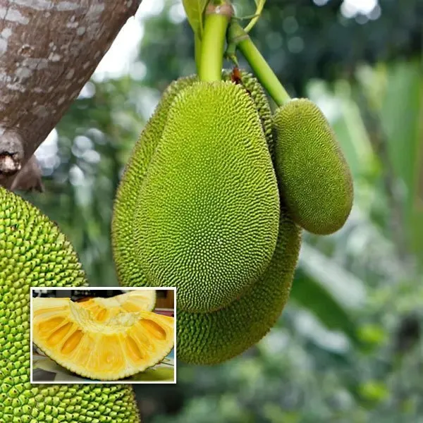 Seedless_Jackfruit_Plant_(1.5-3_Feet_Height_Pack_Of_1)