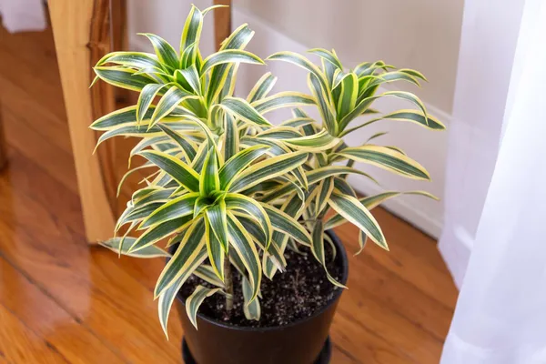 Song_Of_India_Variegate_/Indoor_Plant