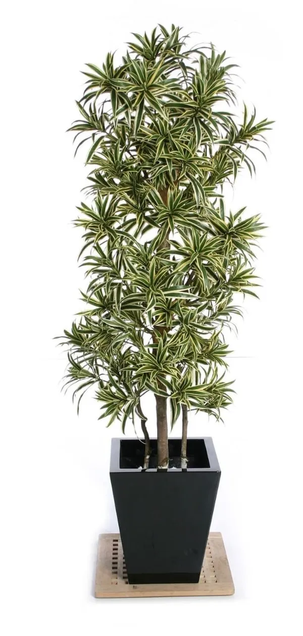 Song_Of_India_Variegate_/Indoor_Plant