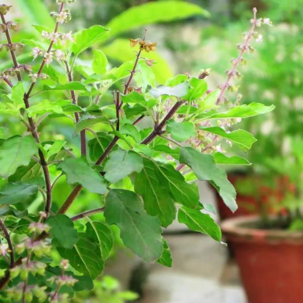 Sree_Lakshmi_Tulasi_Auspicious_Plant