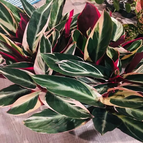 Stromanthe_Triostar_Live_Indoor_Plant_For_Home