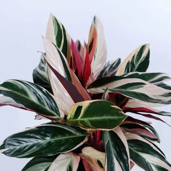 Stromanthe_Triostar_Live_Indoor_Plant_For_Home