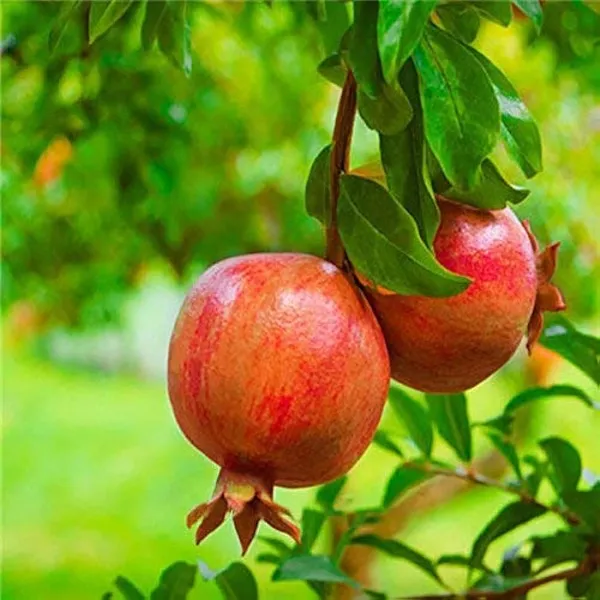 Surh_Anar_Pomegranate_Fruit_Plant
