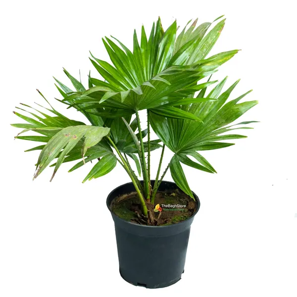 Table_Umbrella_Palm_Indoor_Plant_For_Home