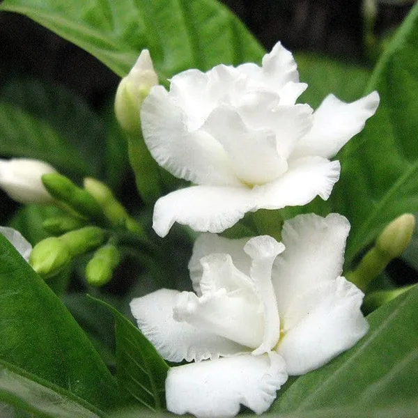 Tagar_Double_Frills_Flower_Shrubs_Plant