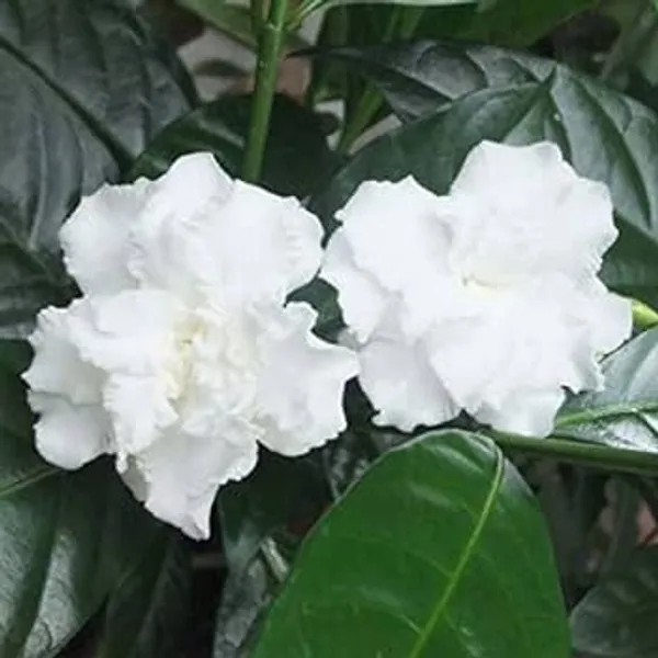 Tagar_Double_Frills_Flower_Shrubs_Plant