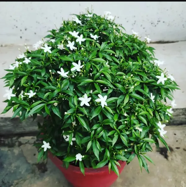 Tagar_Mini_Flower_Plant