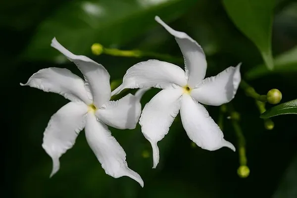 Tagar_Wheel_Star_Flower_Shrubs