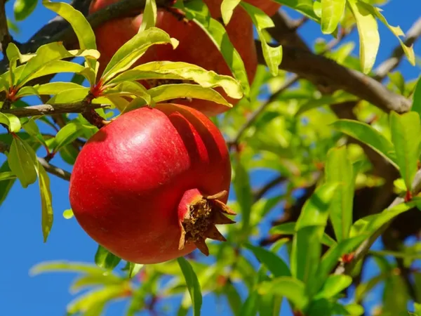 Texas_Pink_Pomegranate_Plant