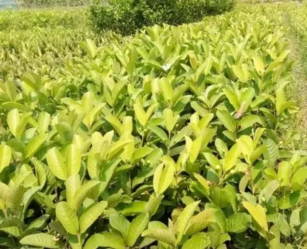 Thai_Pink_Guava_Plant_(1.5-3_Feet_Height_Pack_Of_1)