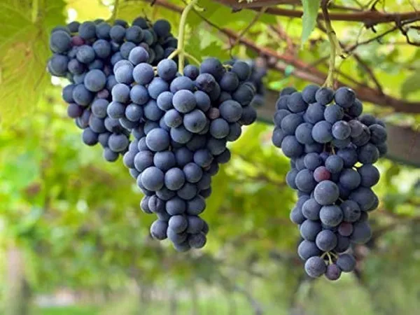 Thai_Verity_Black_Grapes_Plant_(Pack_Of_1)