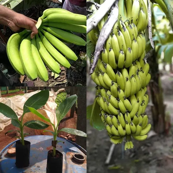 Tissus_Culture_G9_Banana_Plant_(Pack_Of_1)