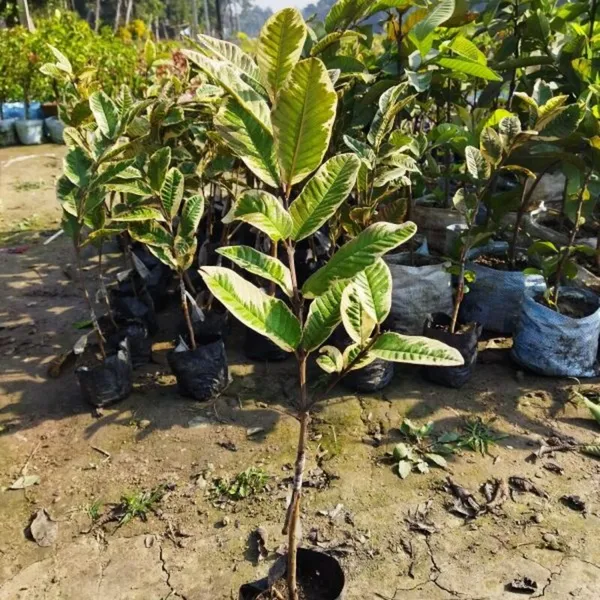Variegated_Guava_Plant
