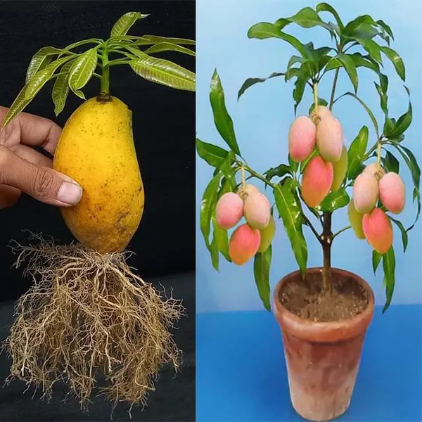Vastara_Mango_Plant_|_Hybrid_And_Grafting_Plant_(1.5-3_Feet_Height_Pack_Of_1)