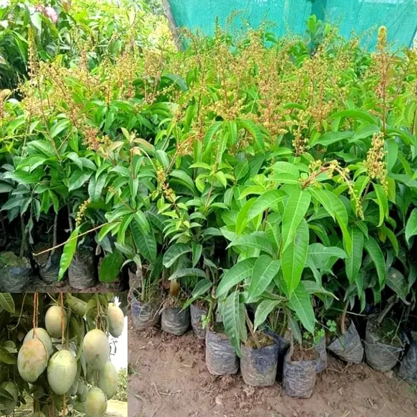 Vastara_Mango_Plant_|_Hybrid_And_Grafting_Plant_(1.5-3_Feet_Height_Pack_Of_1)