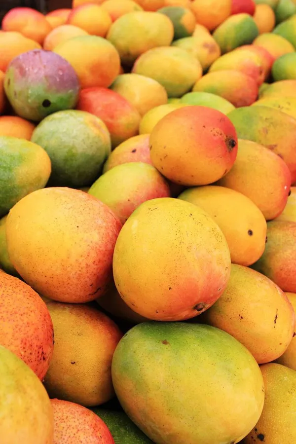 Vastara_Mango_Plant_|_Hybrid_And_Grafting_Plant_(1.5-3_Feet_Height_Pack_Of_1)