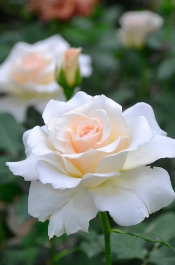 White_Rose_Plant