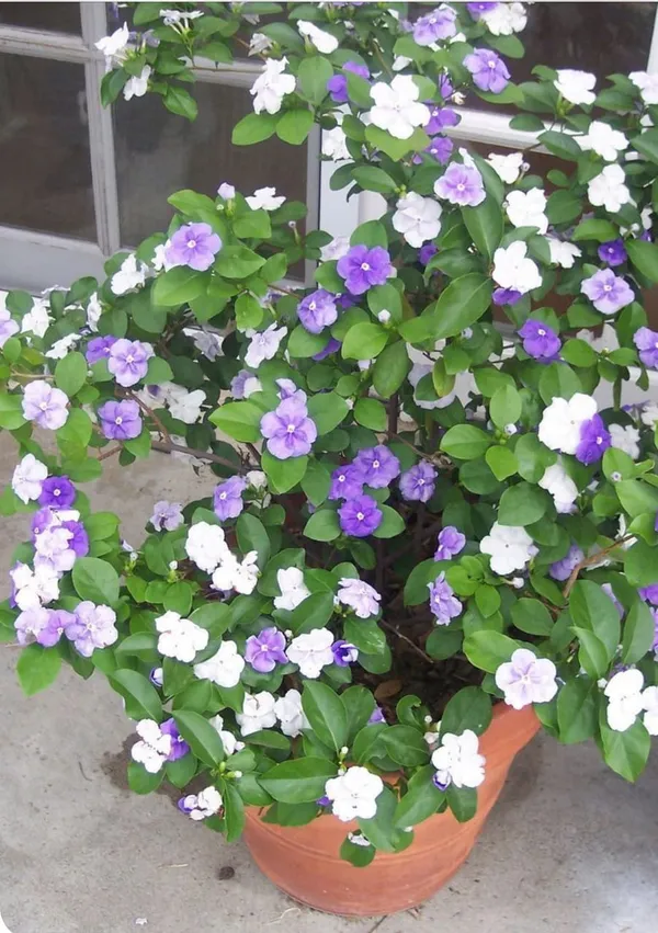 YESTERDAY_TODAY_TOMORROW_FLOWERING_PLANT