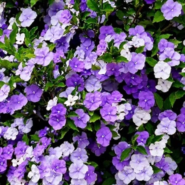 YESTERDAY_TODAY_TOMORROW_FLOWERING_PLANT