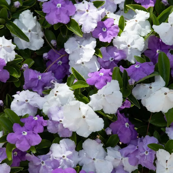 YESTERDAY_TODAY_TOMORROW_FLOWERING_PLANT