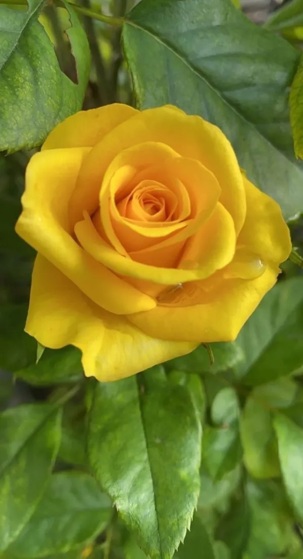 Yellow_Rose_Plant_(1.5-3_Feet_Height_Pack_Of_1)