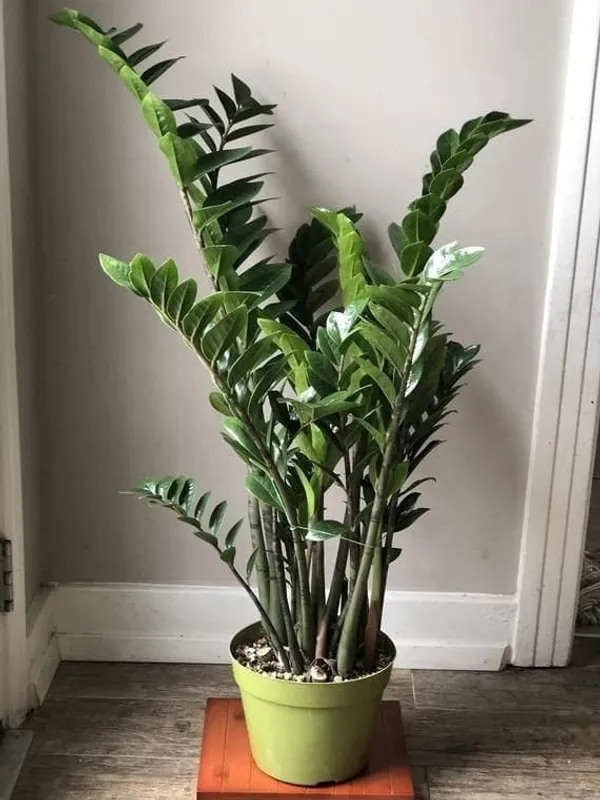 Z_Z_PLANT