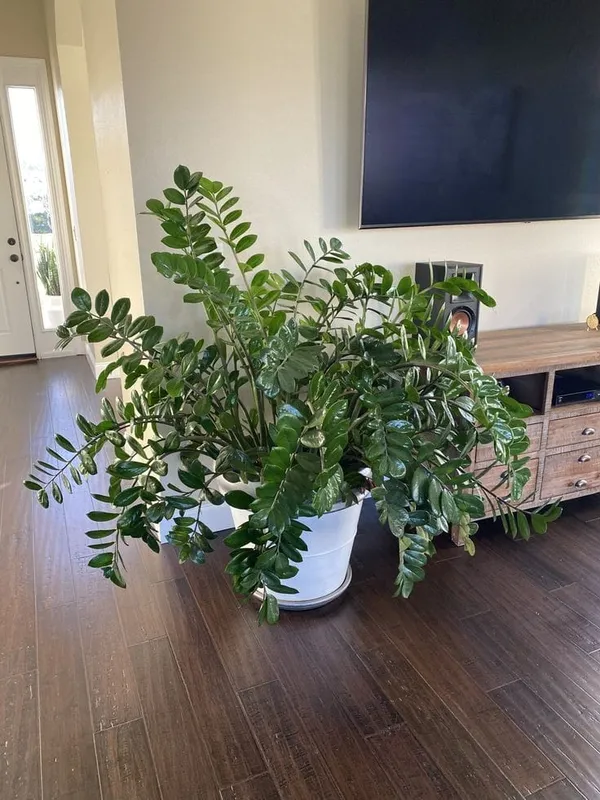 Z_Z_PLANT